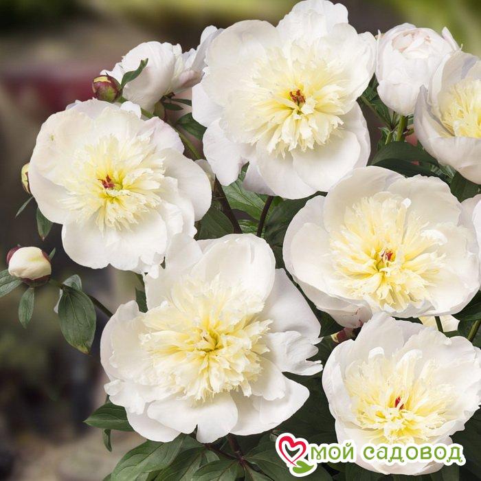 Пион Патио Мадрид