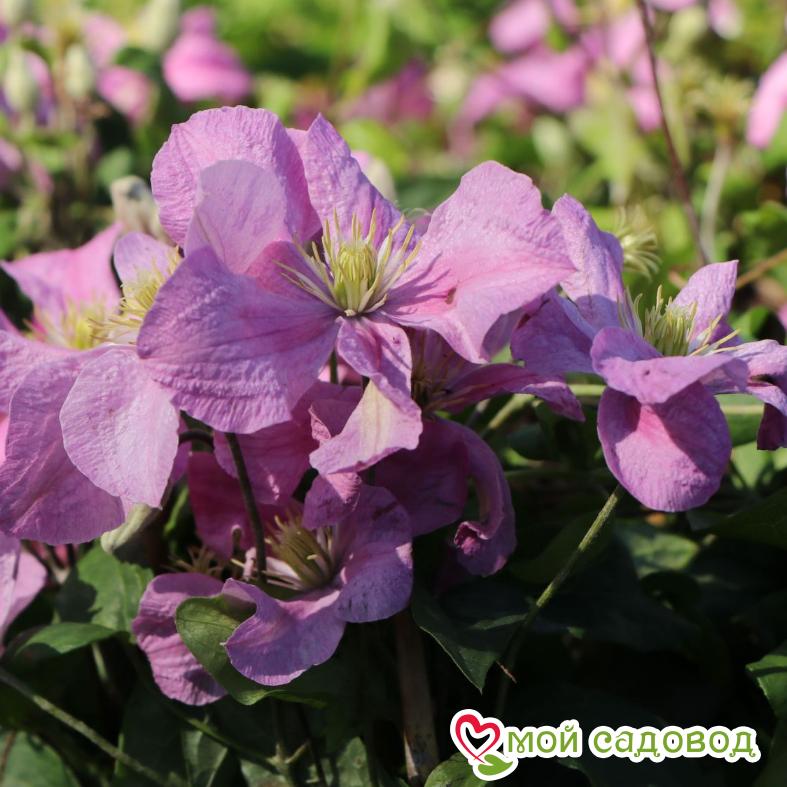 Клематис Комтесс де Бушо ЗКС